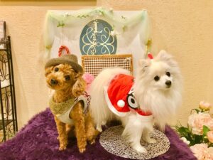 ポメラニアン（みかん）とトイプードル（ぽんず）