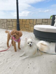 ポメとトイプー