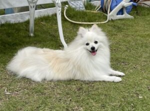 ポメラニアン