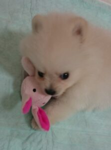 生後２か月のポメラニアン