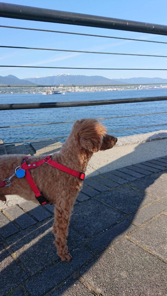 トイプードルのハーネス