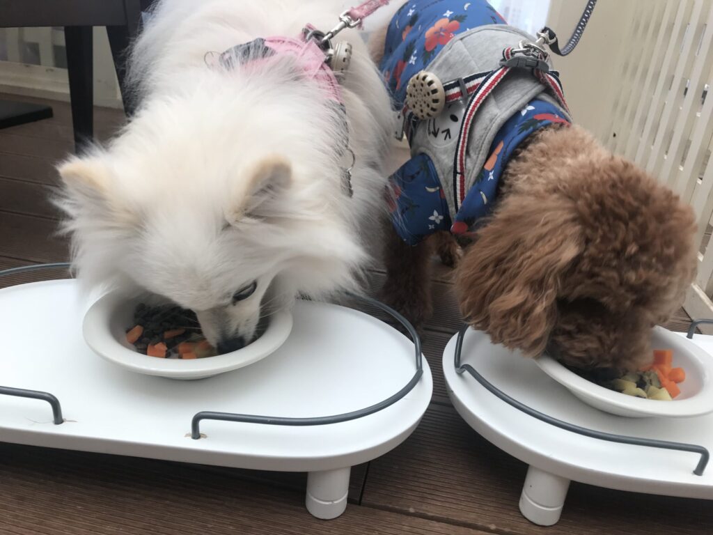食事するポメラニアンとトイプードル