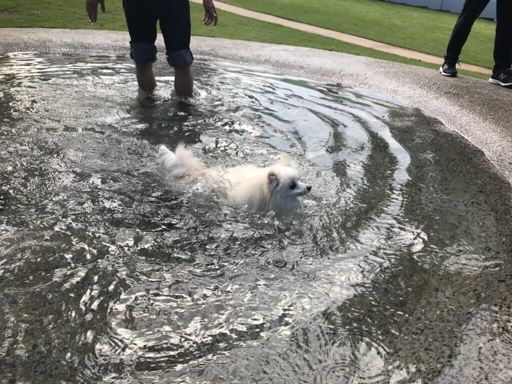 ポメラニアン プール