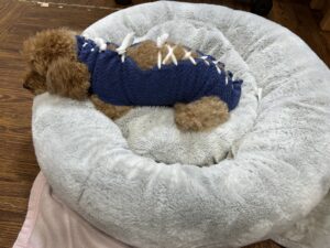 ぎっくり腰のトイプードル