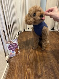 トイプードルの投薬補助おやつ