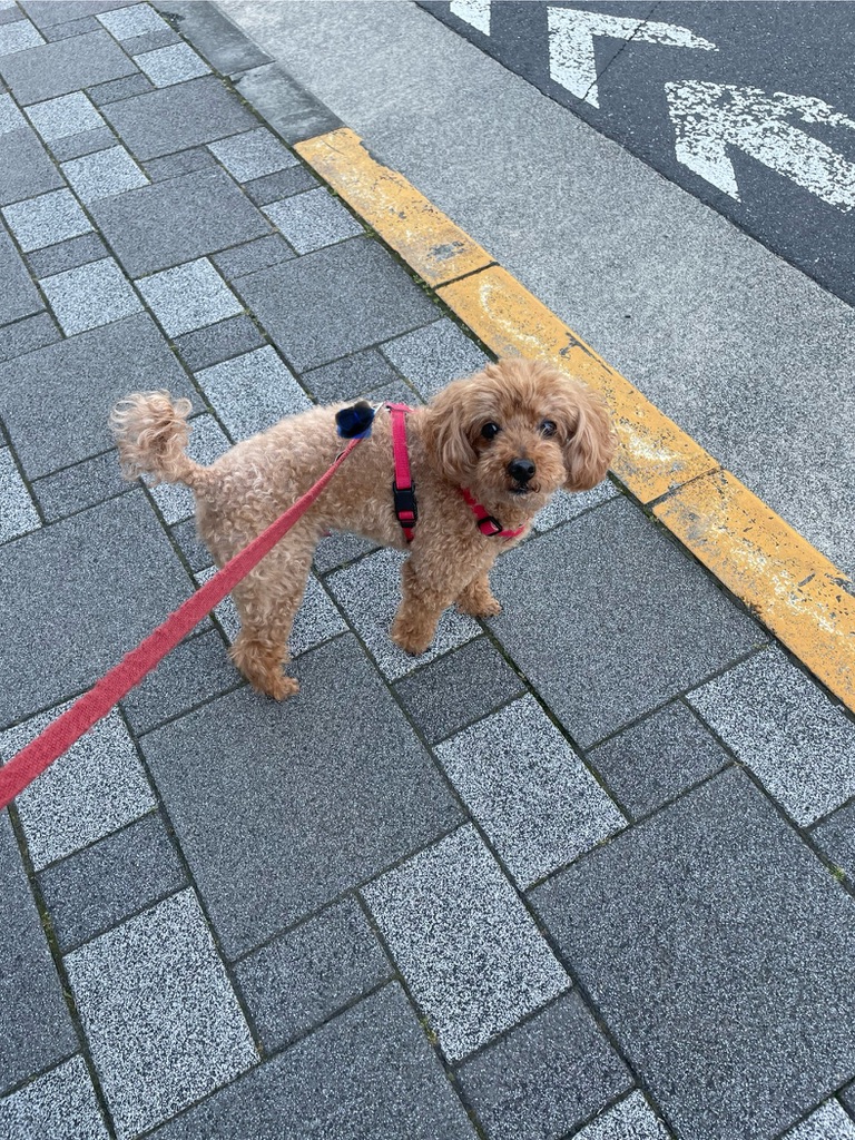 トイプードルのハーネス
