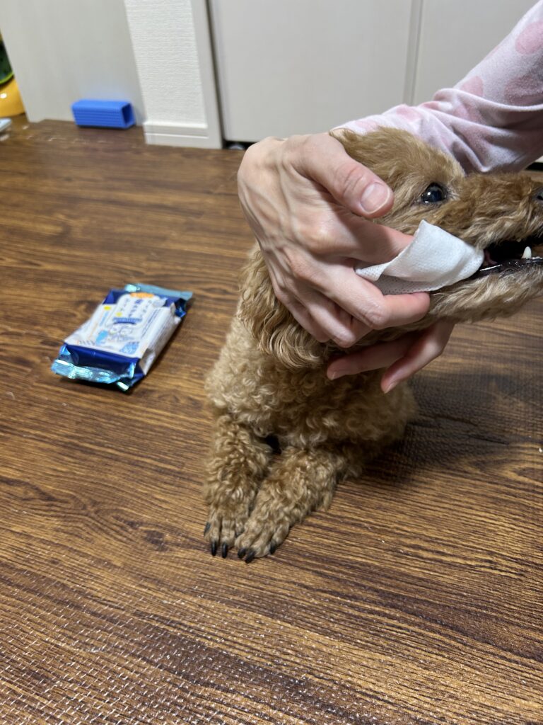 トイプードル