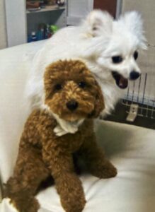 ポメラニアンとトイプードル