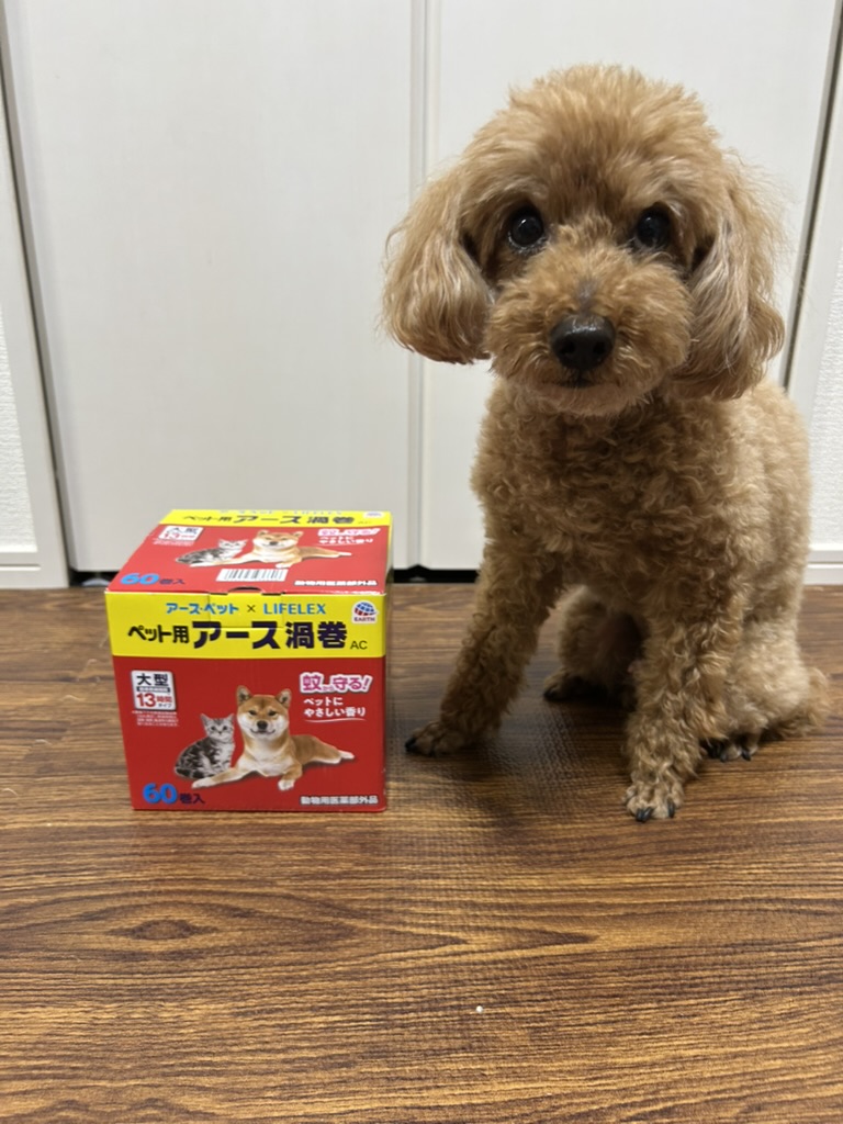 トイプードル