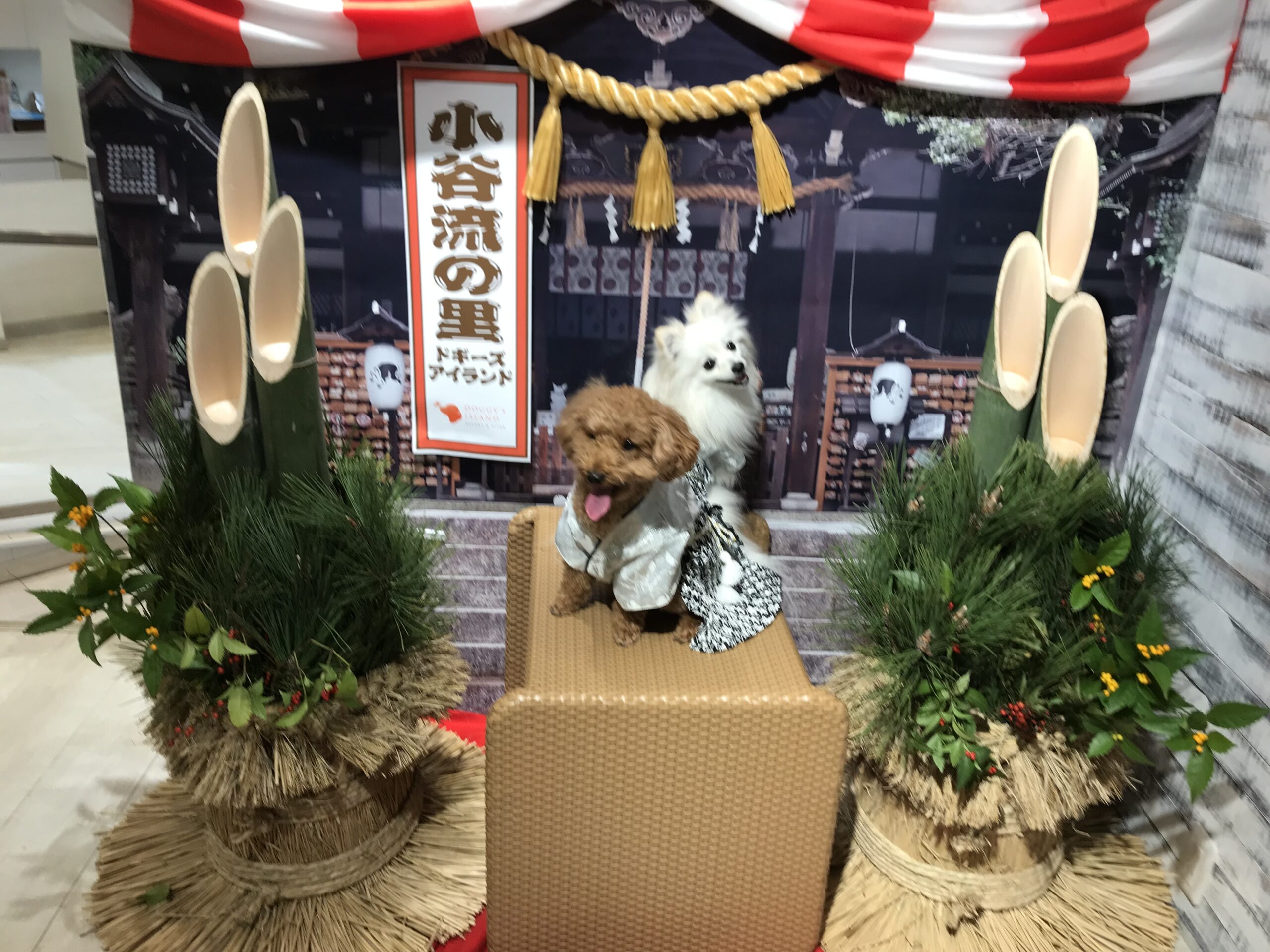 ドギーズアイランドでのポメラニアンとトイプードル