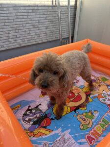 トイプードルのプール遊び
