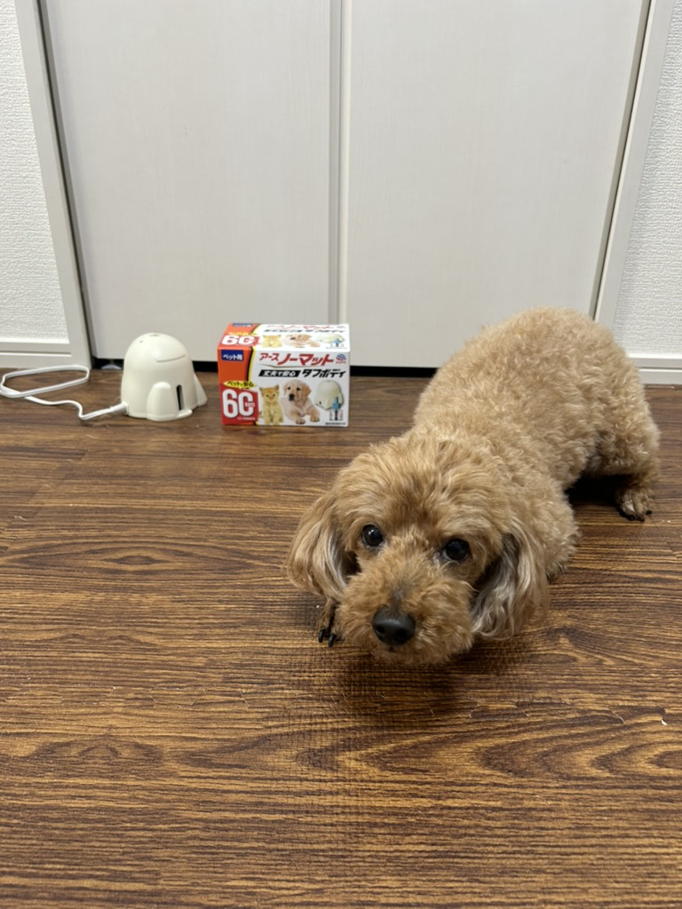 トイプードル