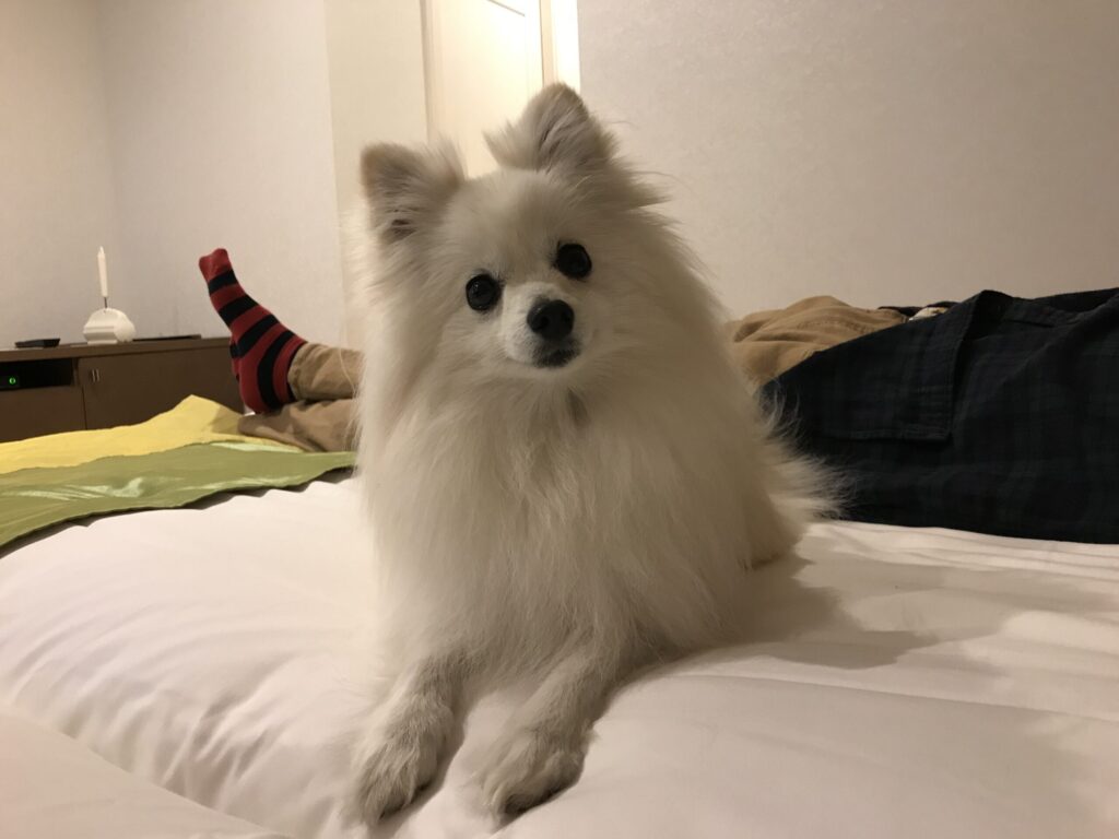 ポメラニアン リラックス