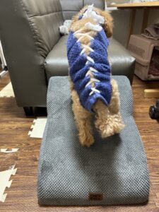 ペットスロープ