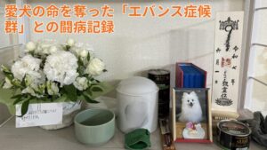 愛犬　エバンス症候群との闘病記録　
