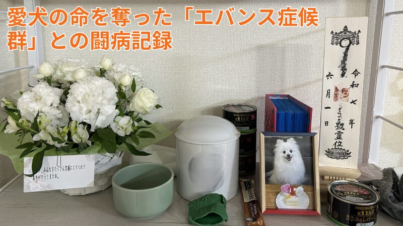 愛犬 エバンス症候群との闘病記録