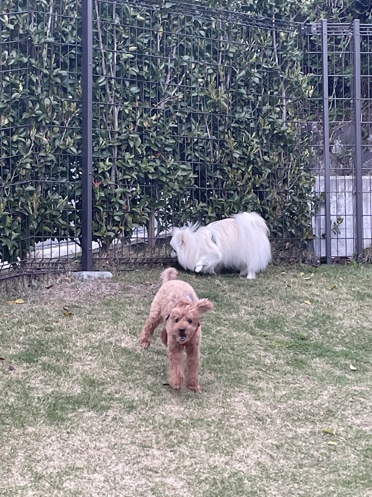 ドッグラン