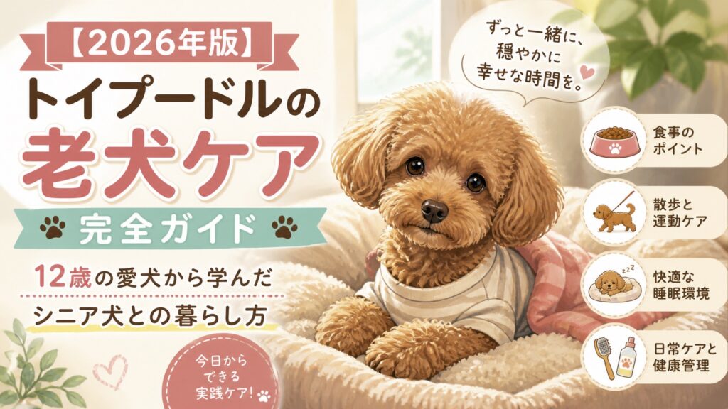トイプードルシニア犬ケア